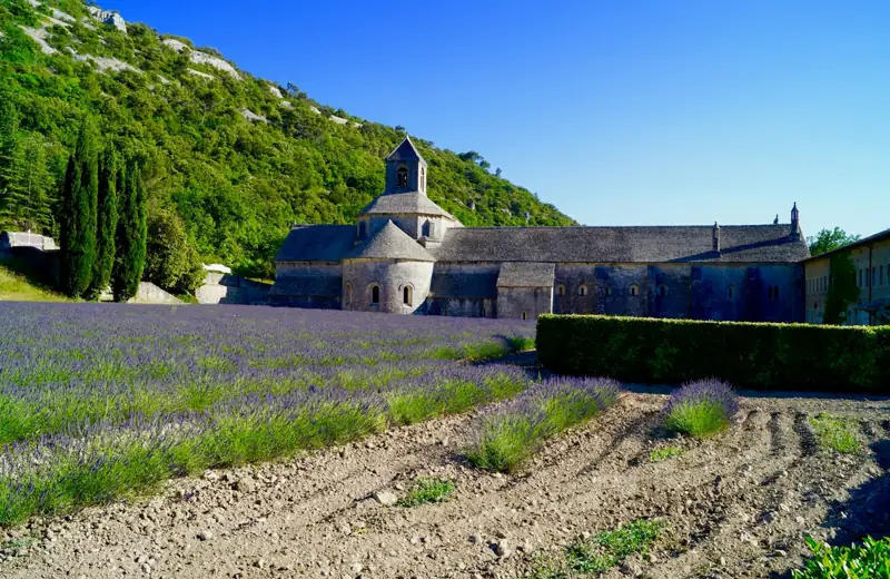 Lavande devant l'abbaye de Sénanque près de Gordes