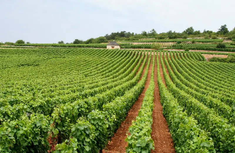 Rangées de vignes en Provence